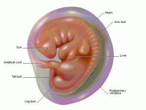 chew-like_embryo[1]